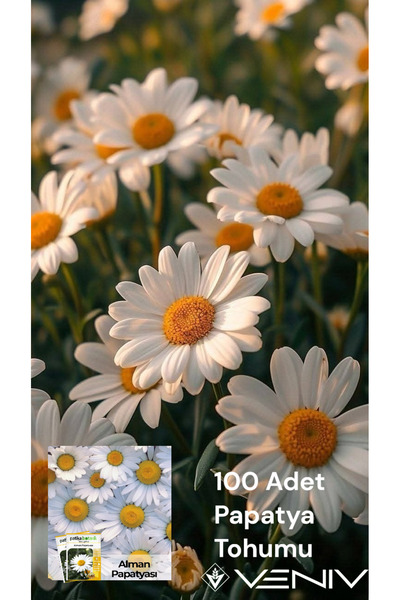 VENİV AGRİCULTURE 100 Adet Papatya Tohumu 2 Paket
