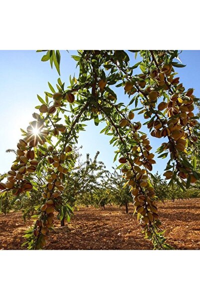 Has Cevizcilik 3 YAŞ TÜPLÜ FERRAGNES BADEM FİDANI