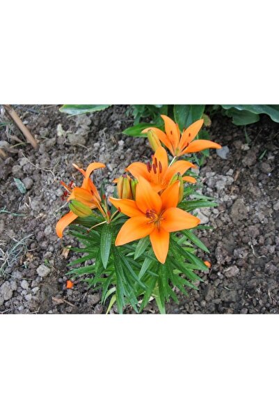 Köy Tohumları 10 Adet Tohum Nadir Bulunan Portakal Zambağı Çiçeği Tohumu Sürp...