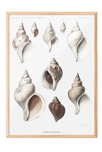 Zestia Tablou cu ramă din lemn, Ilustrație din colecția Sea Shells, Poster de...