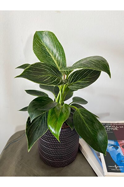 AGAPI PHILODENDRON BİRKİN-İÇ MEKAN BİTKİSİ