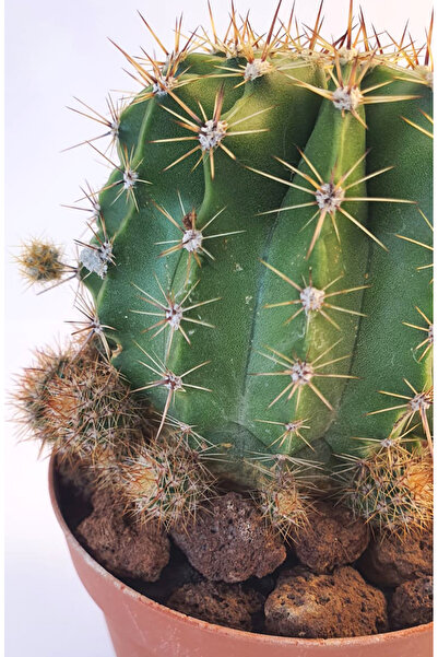 Echinopsis Eyriesii Dekoratif Yavrulu Kaktüs - Saksı Çap: 10cm| Yükseklik: 11cm