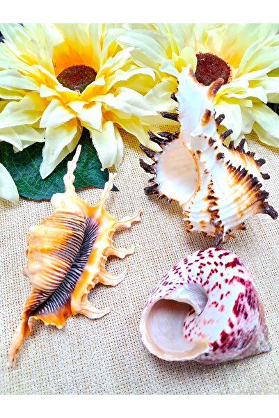 Murat Süs Muhteşem Üçlü | Gerçek Deniz Kabuğu 3'lü Set | Akvaryum Dekor Malze...