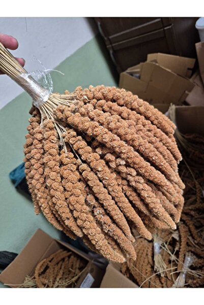 shop Kızıl Dal Darı Kuş Yemi Iri Taneli 500 gram 1.kalite!