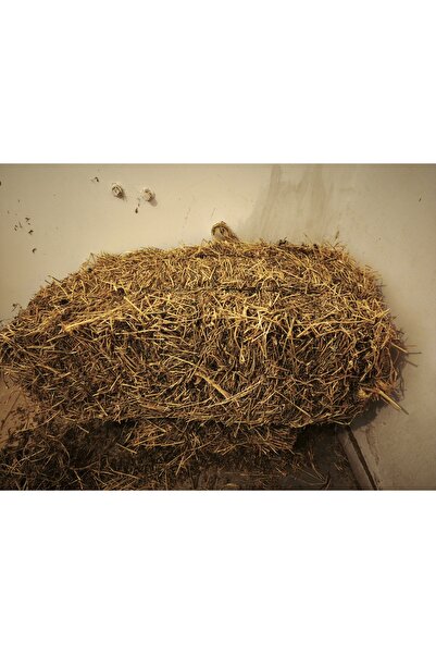 YONCASPLUS 2kg Kuru Yonca Otu, Kemirgen Otu (CHİNCHİLLA, TAVŞAN, GİNEPİG, HAM...