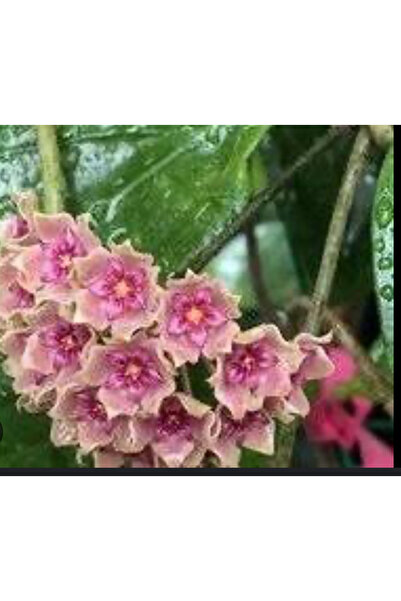 Antalya tropiksera Hoya Flores İsland ut 039 -kokulu Mum Çiçeği 10-20 Cm Boyd...