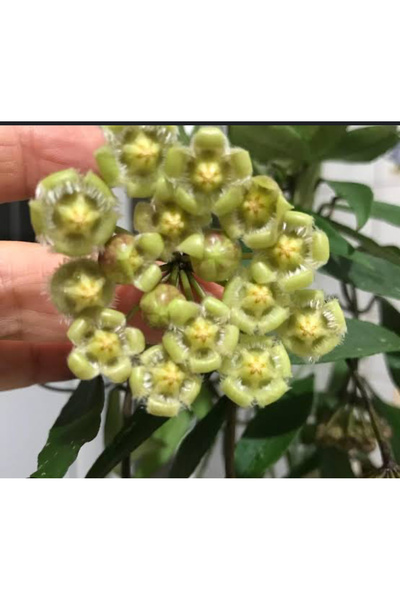 Antalya tropiksera Hoya mirabilis - kokulu mum çiçeği 10-20 cm boyda köklü ve...
