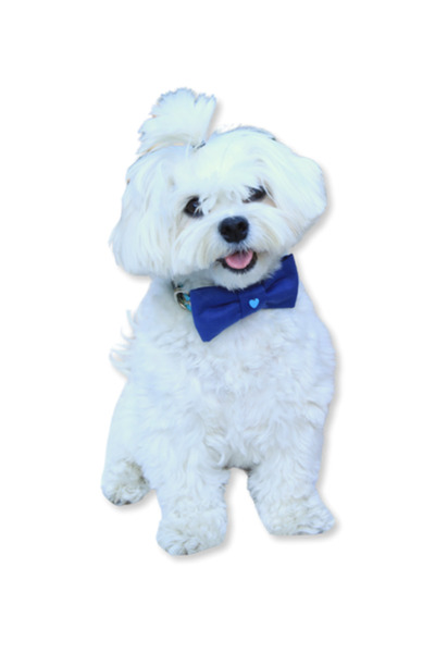 Oli and Lui Mr Bow Tie Dog Bow Tie