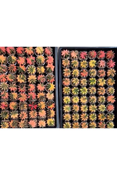 variegataseeds Renkli Kaktus Gymnocalycium Mihanovichii Kaktüs 1 Adet