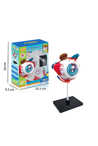 Choice eyeball High Quality Arts Crafts Ornaments4D Human Eyeball Brain Anato...
