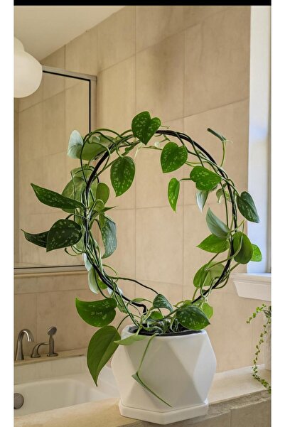 MG HOME 1 Adet METAL Yuvarlak 18x26 Bitki Gövde Destek Sabitleme Dikey Büyüme...