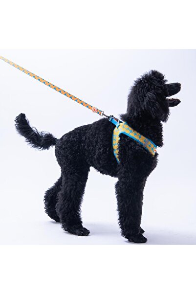 Pawstar Citrus Leash Citrus Patterned Cat and Dog Walking and Traveling Strap Dog Extension Collar