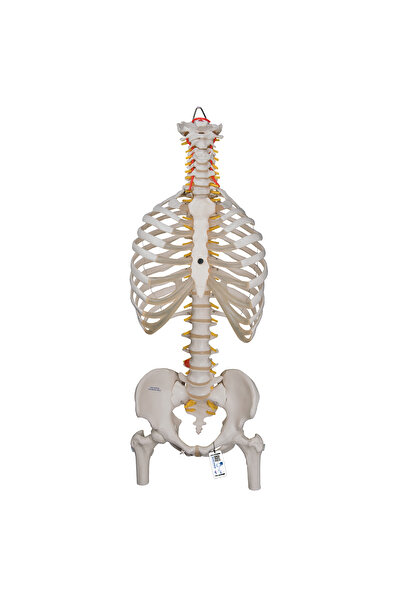 EgeAnatomi Maketleri Göğüs Kafesiyle Birlikte Esnek Omurga Modeli, Femur Başlı - Omurga Maketi