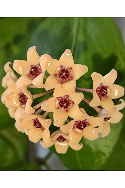 Antalya tropiksera Hoya cutis porcelana, kokulu mum çiçeği 10-20 cm boyunda k...