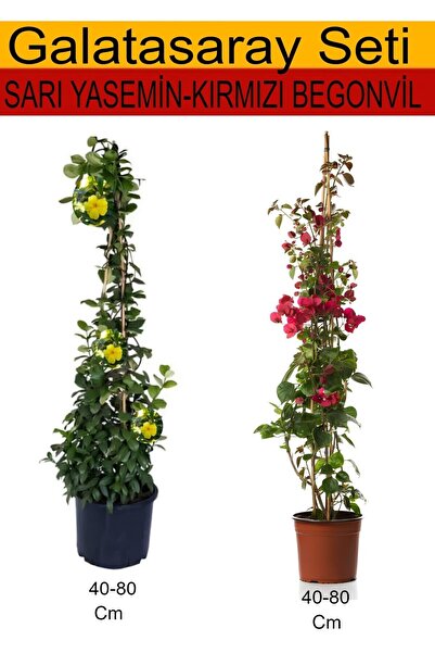 Gardenbox Takım Seti Sarı Yasemin+ Kırmızı Begonvil Sarmaşık Bitkileri