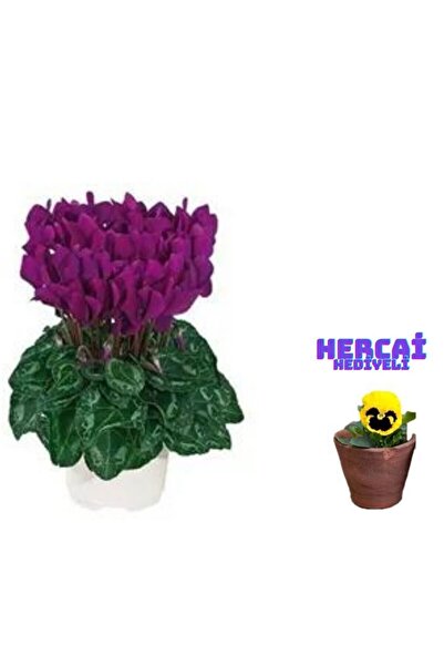 Nura Botanik Videolu 1 Adet Kadınlar Gününe Özel Mor Sıklamen Çiçeği 30-40 Cm...