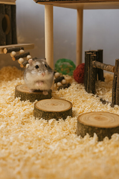 Alyones Doğal Ahşap Hamster Platformu – 3 Adet, 3 cm Yükseklik, 5 cm Çap, Day...