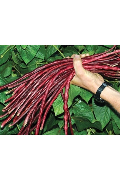 prestijiseed 10 Adet Kırmızı Sırık Fasulye Tohumu Kırmızı Çalı Fasulye Tohumu