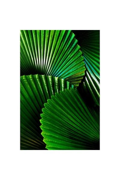 OEM Tapet premium pe pânză, Palmier Licuala Cordata, 250x400 cm