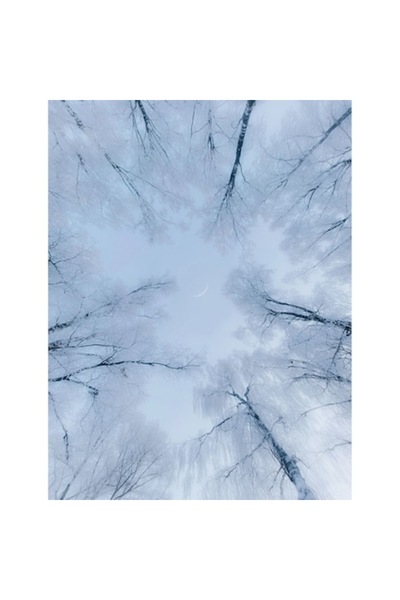 OEM Tapet Premium Canvas, Peisaj copaci cu zapada iarna abstract, 250x400 cm