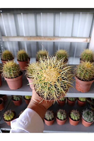 Yades 13 CM Saksıda Echinocactus Grusonii (Altın Fıçı Kaktüsü)