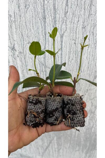 nazlı çiçekçilik Kokulu Arap Yasemini Fidesi 9 Adet