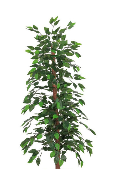Generic Ficus tree in plastic tub