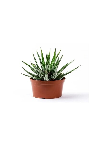 Belora Natural Aloe Aristata plant, decorative succulent, height 20 cm