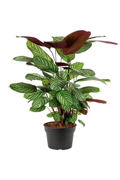 Belora Natural plant Calathea Oppenheimianan Gigant, H 100-120 CM