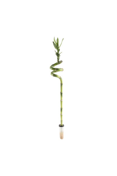Belora Lucky Bamboo, Dracaena Sanderiana H 50 cm