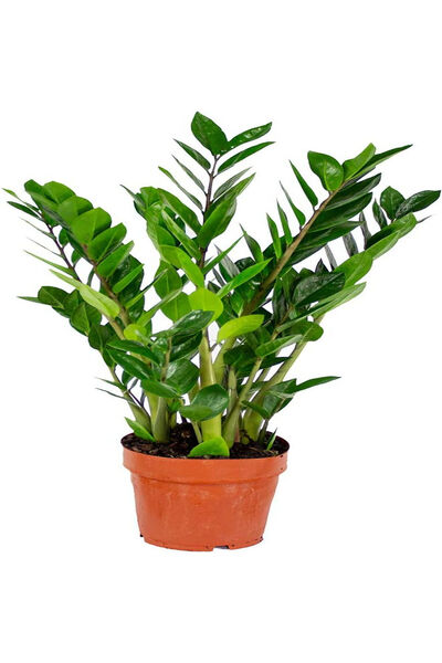 Belora Planta Zamioculcas zamiifolia planta dinozaur,H 50cm