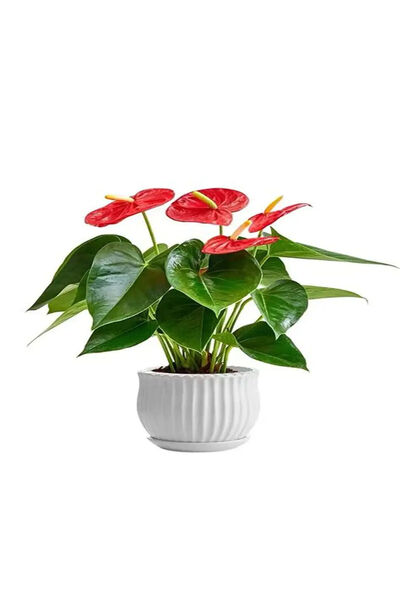 Belora Flamingo Flower, Anthurium andreanum, H 45CM