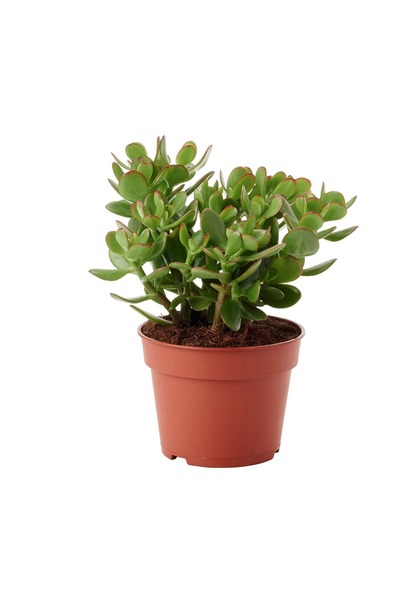 Belora Lucky Jade Tree, Crassula Ovata, H 35cm