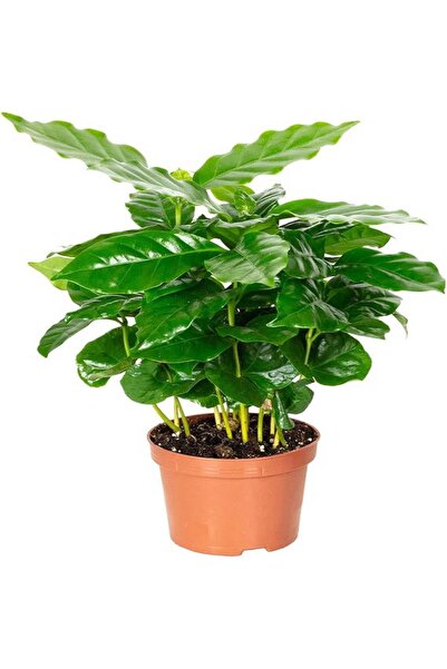 Belora Coffee tree, H 40 cm