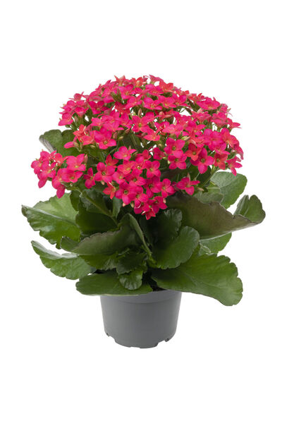 Belora Kalanchoe Mix, Indoor Plant with Flowers, H 15 cm
