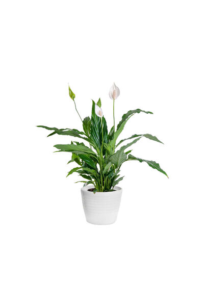 Belora Peace Lily, Spathiphyllum, H 35CM