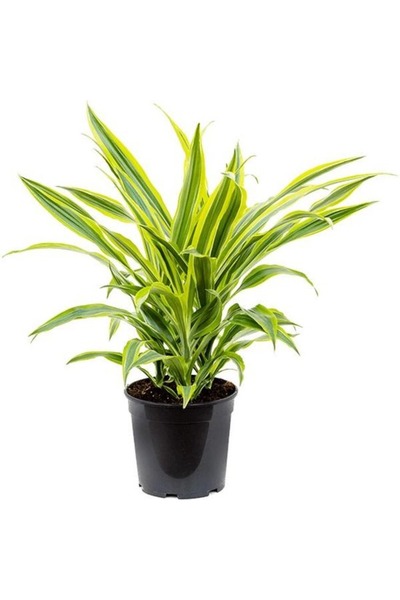 Belora Dracaena dragon mix, H 40cm