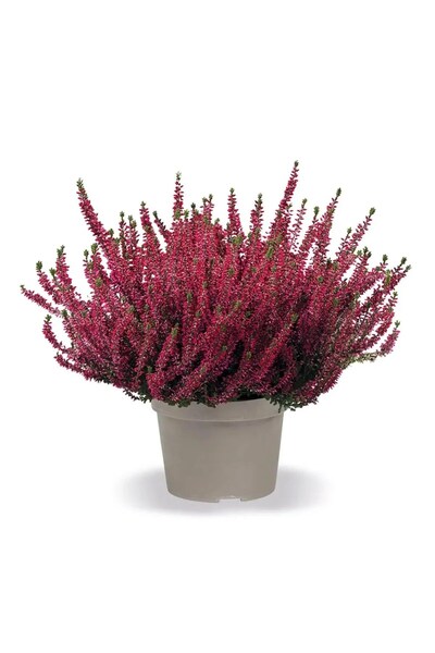 Belora Calluna Vulgaris mix, H 25-30 cm
