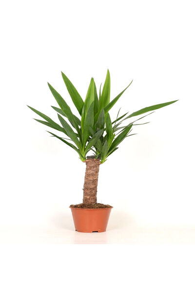 Belora Indoor Yucca plant, H 75 cm