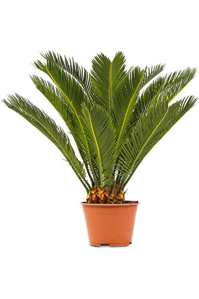 Belora Natural plant Cycas Dixiestore, H 60CM