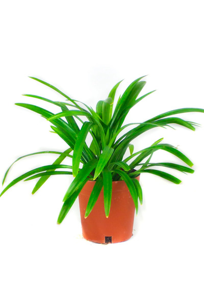 Belora Green Indoor Spider Plant, H 25-40 cm