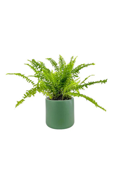 Belora Natural plant Fern, 40 cm