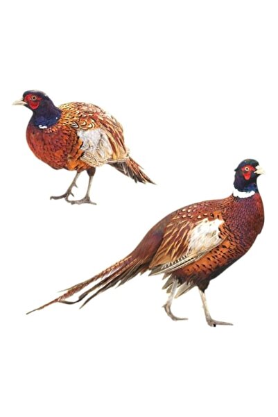 LEIBOO Set 2 Garden or Hunting Decorations, Pheasant Model, Acrylic, Double-S...