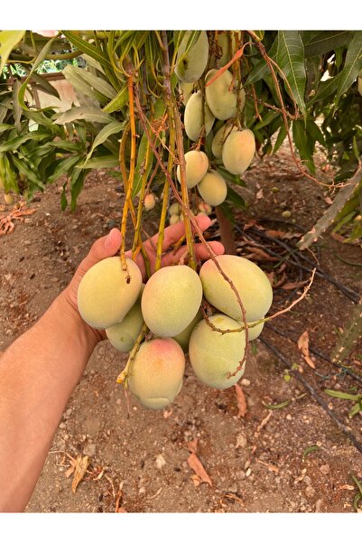 Tropical Bahçem Baby Mango 1 Kg