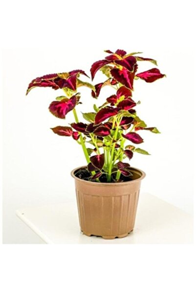 Mimoza Yaprak Güzeli Kolyos Çingene Şalvarı Ikili Set 10-20 cm