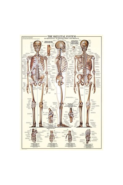 Eurographics Puzzle - The Skeletal System, 1000 pieces