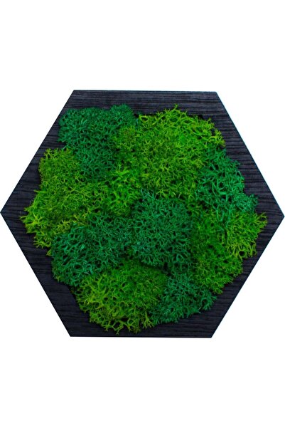 OEM Decor Forma Hexagon HH1531 din lemn Perosnalizat cu Licheni - 15x13 cm