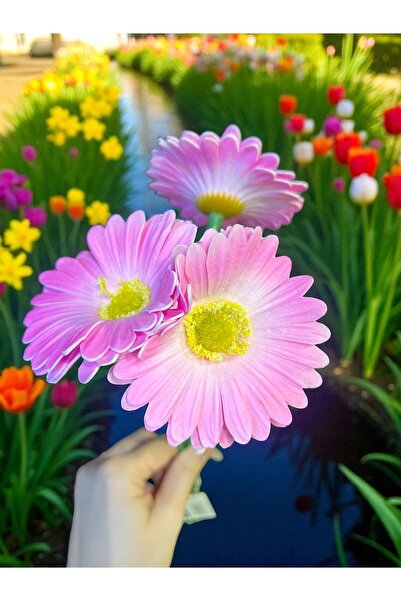 Happyland Yapay Çiçek Garbera Islak Papatya Pembe Renk 3 Adet HPY-26216