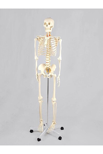 Martin Velo Sport Model anatomic - Schelet uman