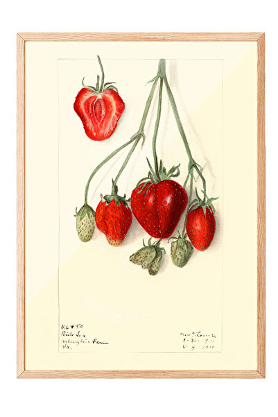 Zestia Tablou cu ramă din lemn, schiță cu căpșuni roșii, poster decorativ pen...